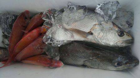 遊漁船 新鋭丸 釣果