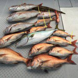 ミタチ丸 釣果