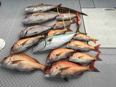 ミタチ丸 釣果
