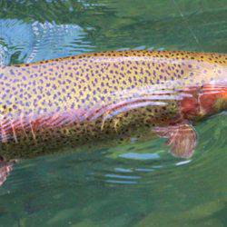 小菅トラウトガーデン 釣果