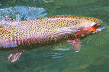 小菅トラウトガーデン 釣果