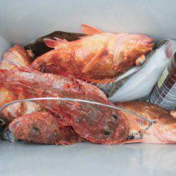 大進丸(新潟) 釣果