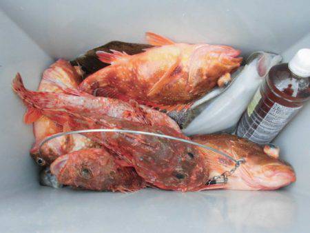 大進丸(新潟) 釣果