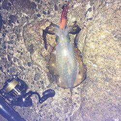 数もサイズもいまいち