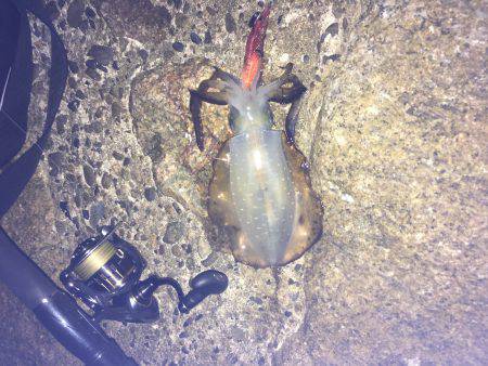 数もサイズもいまいち