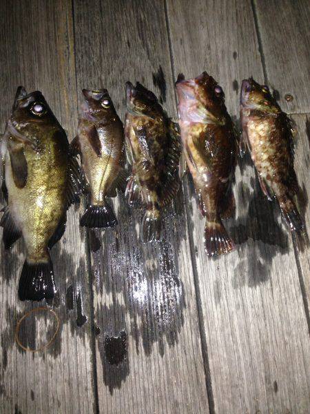 ロックフィッシュ