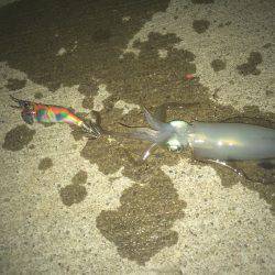 ナイトエギング