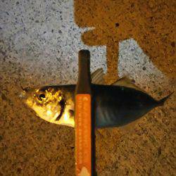 小アジ入れ食い