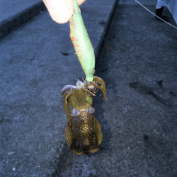 アオリイカの新子調査