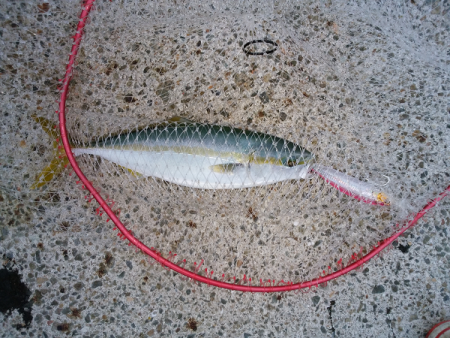 トップ&ジグでツバス