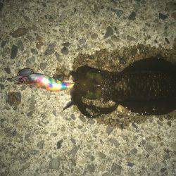 ナイトエギング