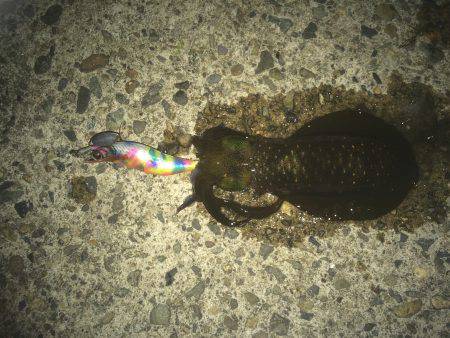 ナイトエギング