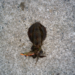 潮回りの影響か渋い・・・