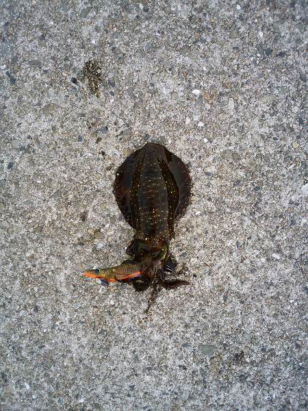 潮回りの影響か渋い・・・