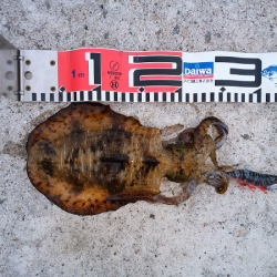 アオリタックルで76cm・3.5kgのシーバス