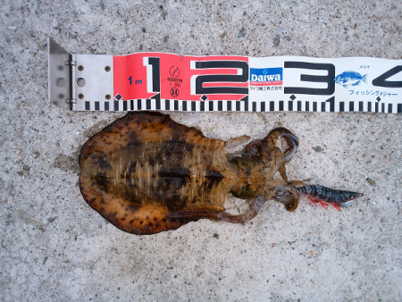 アオリタックルで76cm・3.5kgのシーバス