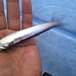 サヨリ狙いも…