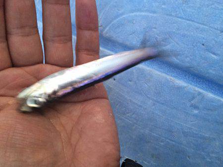 サヨリ狙いも…