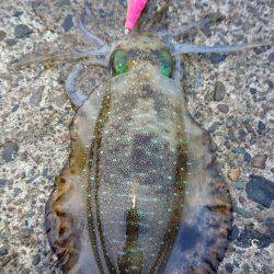 久々に気持ち良いエギング