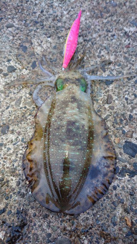 久々に気持ち良いエギング