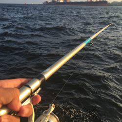 サヨリ狙いも…