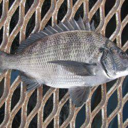 オリジナルメーカー海づり公園(市原市海づり施設) 釣果