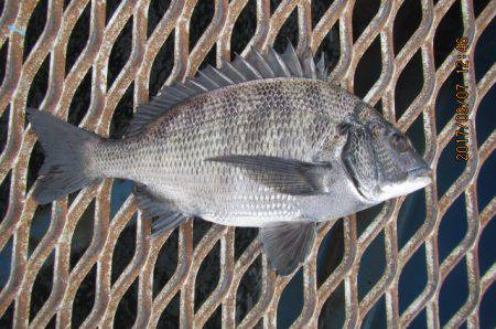 オリジナルメーカー海づり公園(市原市海づり施設) 釣果