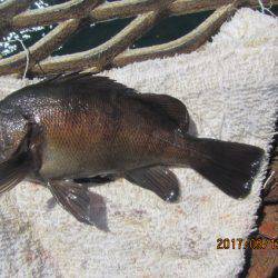 オリジナルメーカー海づり公園(市原市海づり施設) 釣果