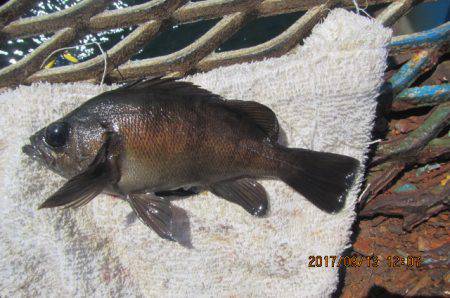 オリジナルメーカー海づり公園(市原市海づり施設) 釣果