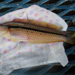 オリジナルメーカー海づり公園(市原市海づり施設) 釣果