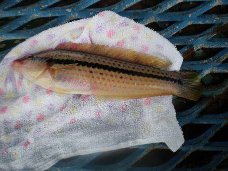オリジナルメーカー海づり公園(市原市海づり施設) 釣果