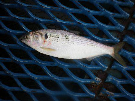オリジナルメーカー海づり公園(市原市海づり施設) 釣果