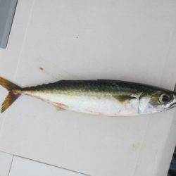 オリジナルメーカー海づり公園(市原市海づり施設) 釣果