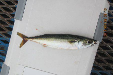 オリジナルメーカー海づり公園(市原市海づり施設) 釣果