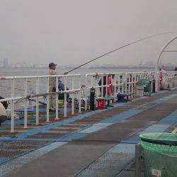 オリジナルメーカー海づり公園(市原市海づり施設) 釣果