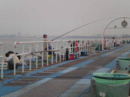 オリジナルメーカー海づり公園(市原市海づり施設) 釣果