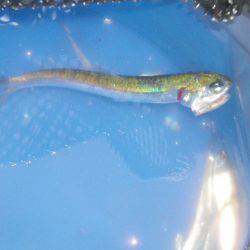 オリジナルメーカー海づり公園(市原市海づり施設) 釣果