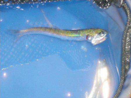 オリジナルメーカー海づり公園(市原市海づり施設) 釣果