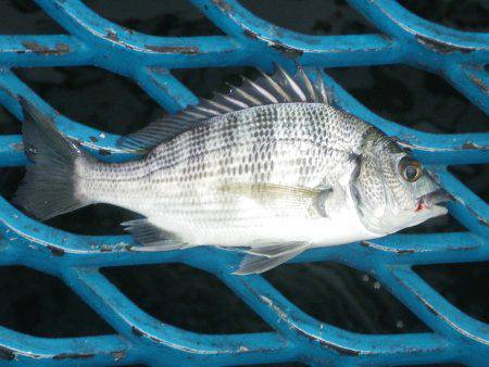 オリジナルメーカー海づり公園(市原市海づり…