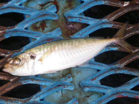 オリジナルメーカー海づり公園(市原市海づり施設) 釣果