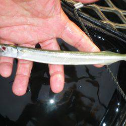 オリジナルメーカー海づり公園(市原市海づり施設) 釣果