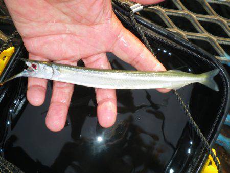 オリジナルメーカー海づり公園(市原市海づり施設) 釣果