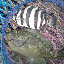 オリジナルメーカー海づり公園(市原市海づり施設) 釣果