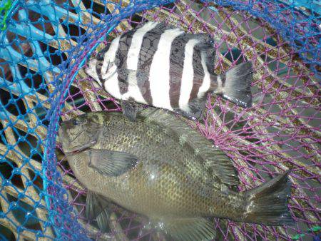 オリジナルメーカー海づり公園(市原市海づり施設) 釣果