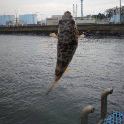 オリジナルメーカー海づり公園(市原市海づり施設) 釣果