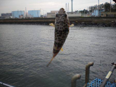 オリジナルメーカー海づり公園(市原市海づり施設) 釣果