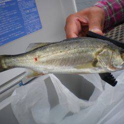 オリジナルメーカー海づり公園(市原市海づり施設) 釣果