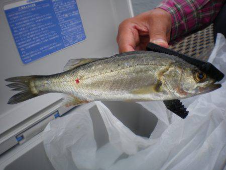 オリジナルメーカー海づり公園(市原市海づり施設) 釣果