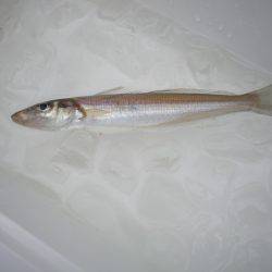 オリジナルメーカー海づり公園(市原市海づり施設) 釣果