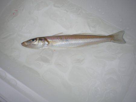 オリジナルメーカー海づり公園(市原市海づり施設) 釣果